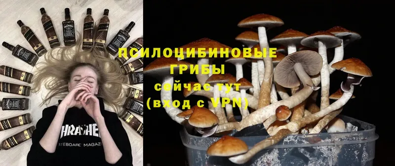 цена   Ликино-Дулёво  Галлюциногенные грибы Psilocybe 